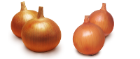 cebula